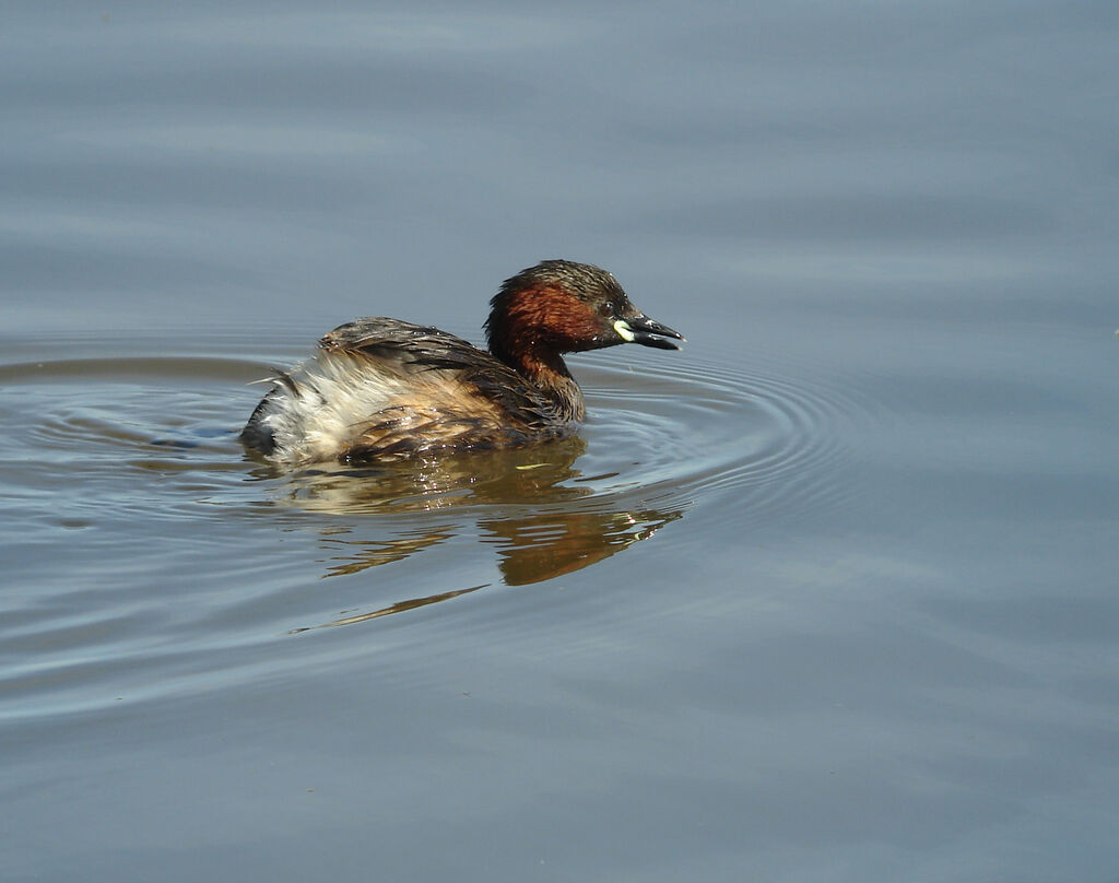 Little Grebeadult breeding, identification