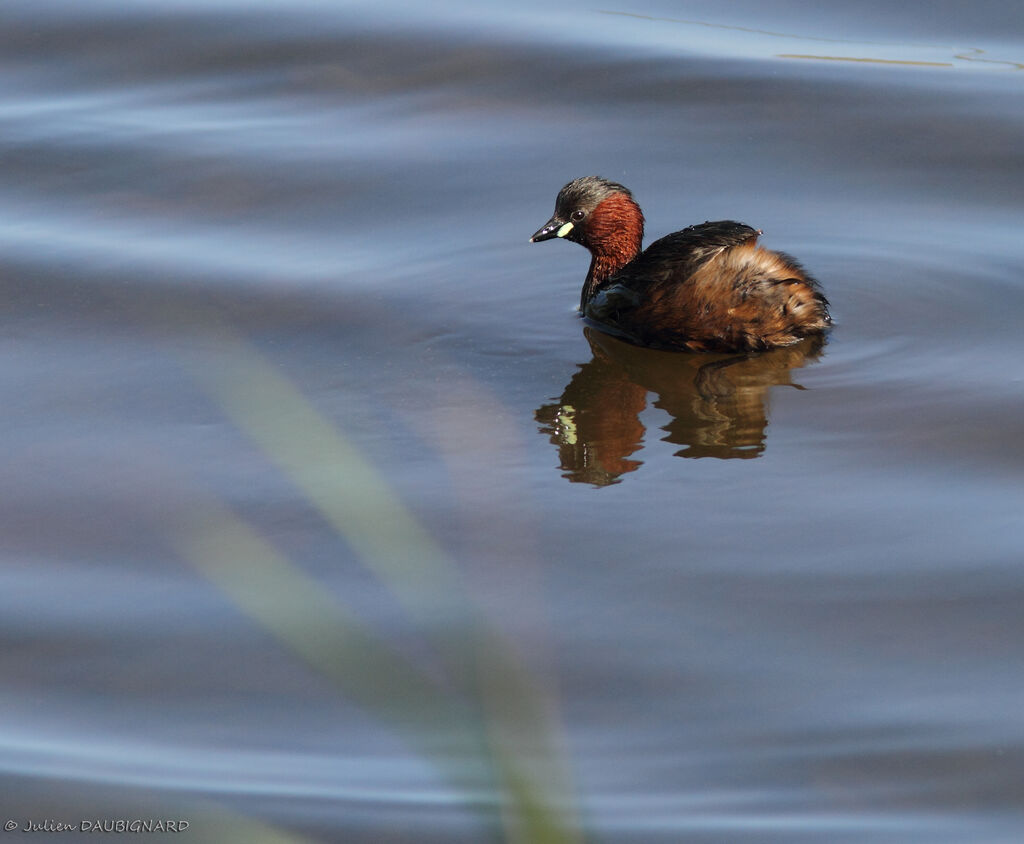 Little Grebeadult breeding, identification