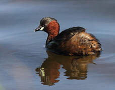 Little Grebe