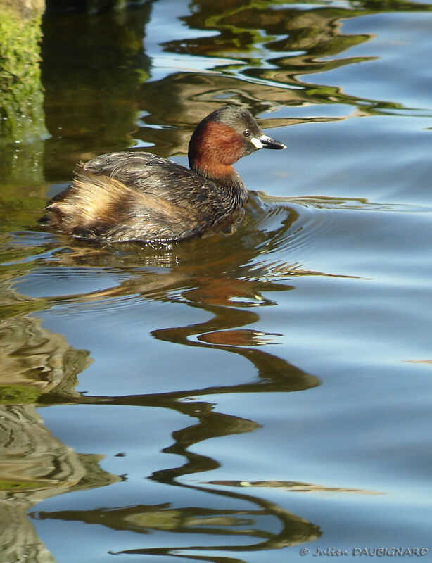 Little Grebeadult breeding, identification