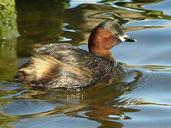 Little Grebe