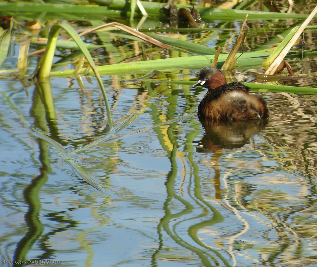 Little Grebeadult breeding, identification