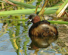 Little Grebe