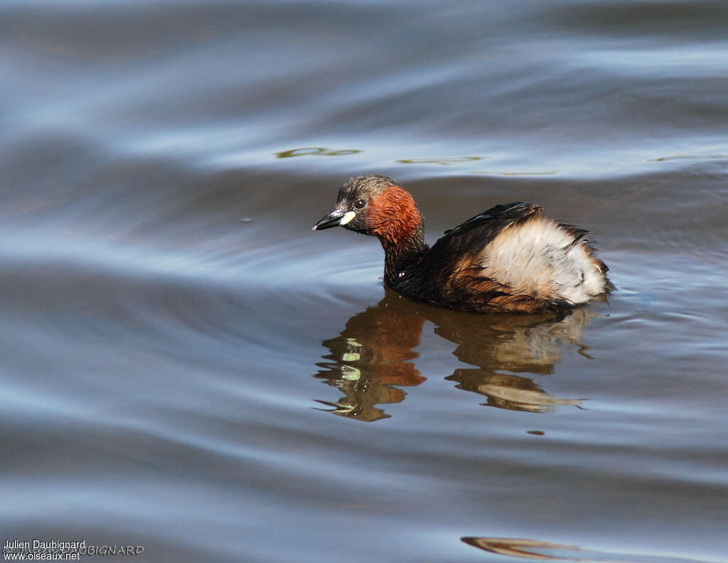 Little Grebeadult breeding, identification