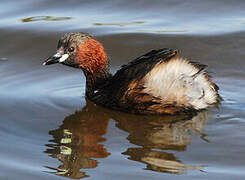 Little Grebe