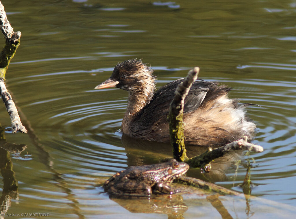 Grèbe castagneuxjuvénile, identification