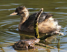 Little Grebe