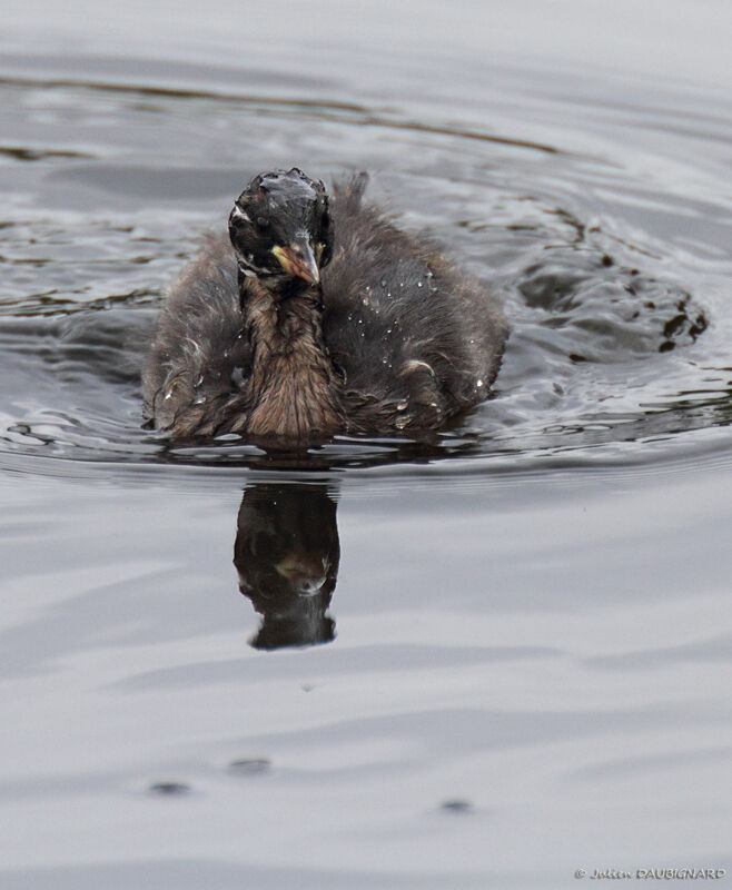 Little Grebejuvenile, identification