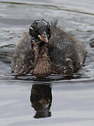 Little Grebe