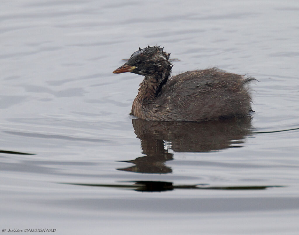 Little Grebejuvenile, identification