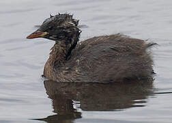 Little Grebe