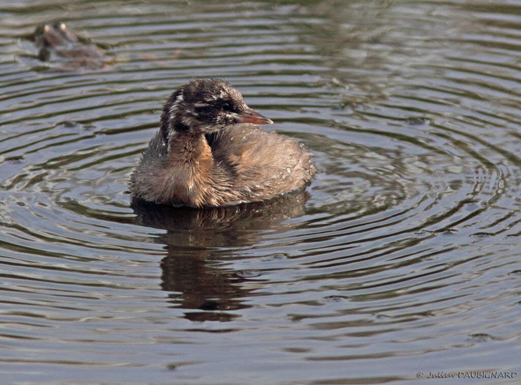 Grèbe castagneuxjuvénile, identification