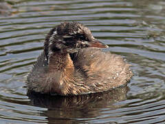 Little Grebe