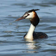 Great Crested Grebe