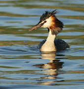 Great Crested Grebe