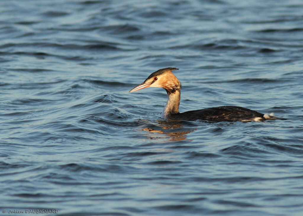 Great Crested Grebeadult, identification