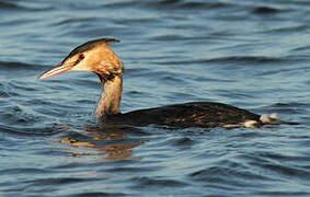 Great Crested Grebe