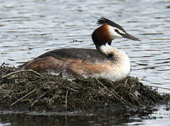 Great Crested Grebe