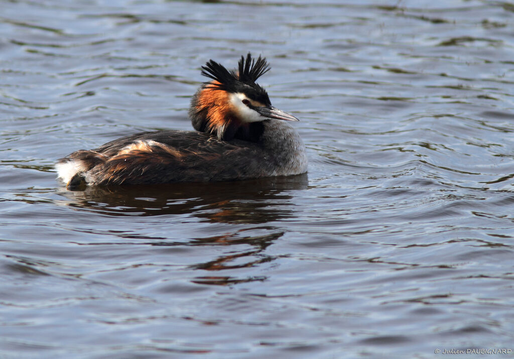 Grèbe huppé, identification