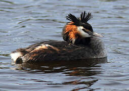 Great Crested Grebe