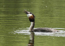 Great Crested Grebe