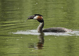 Great Crested Grebe