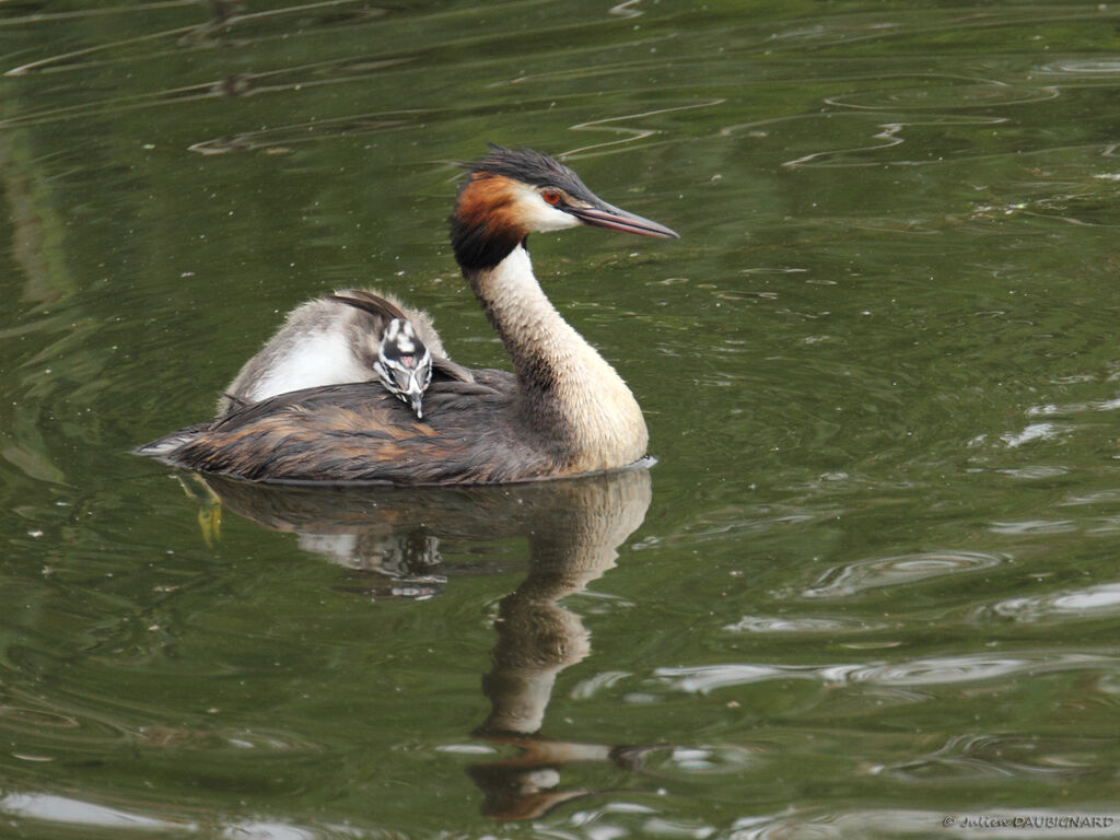 Great Crested Grebe, identification