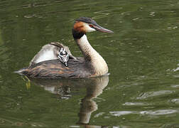 Great Crested Grebe