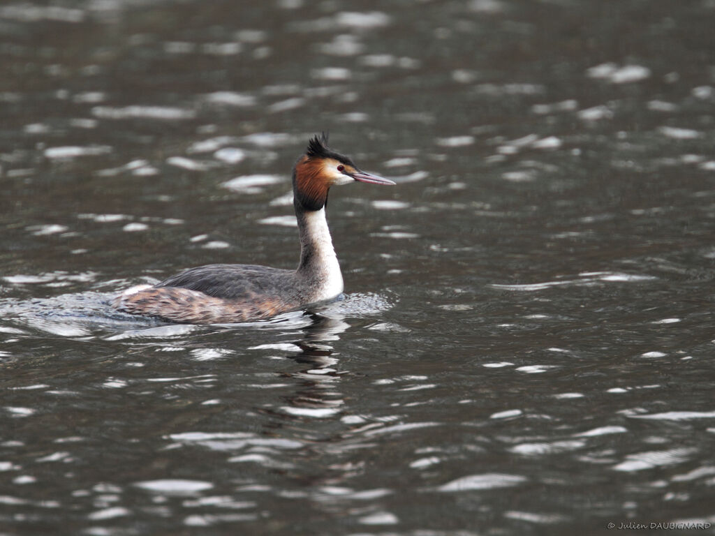 Great Crested Grebeadult, identification