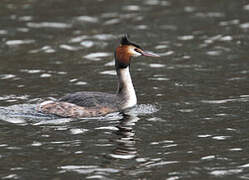 Great Crested Grebe