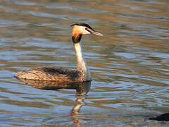 Great Crested Grebe