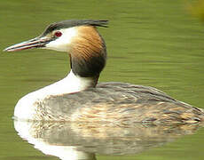 Great Crested Grebe