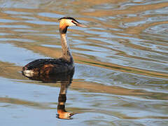 Great Crested Grebe