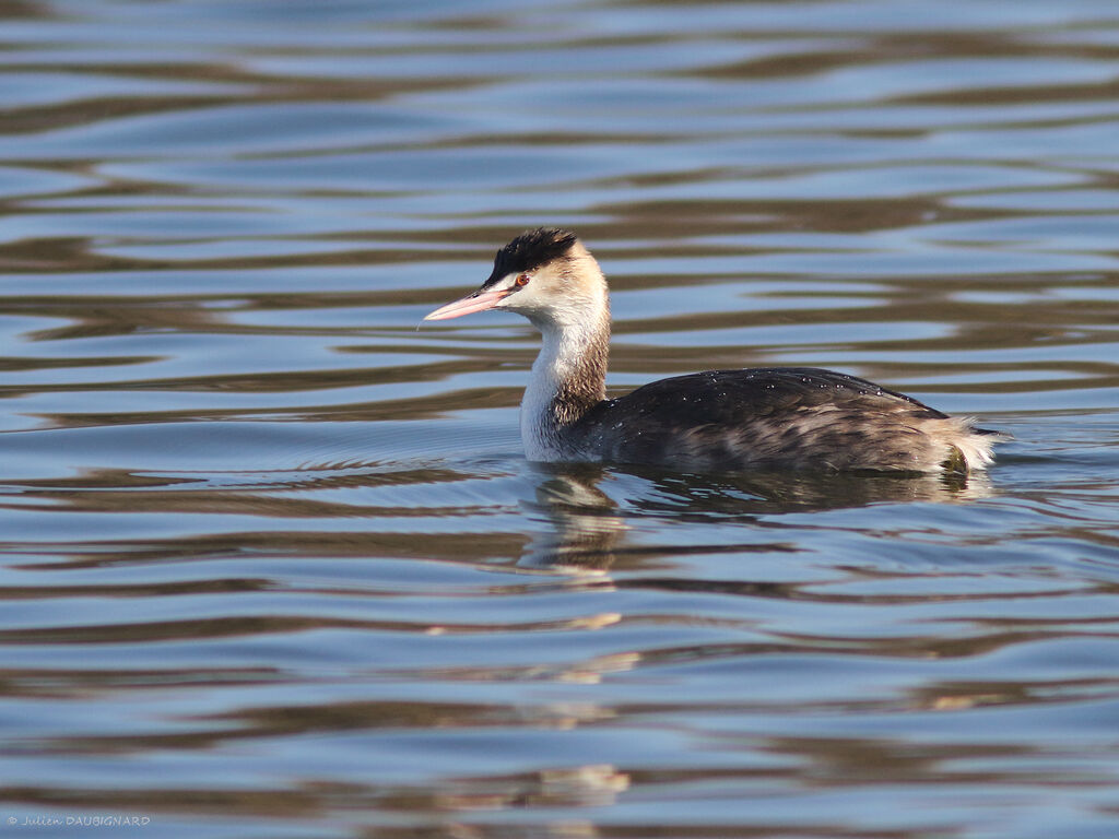 Grèbe huppé, identification