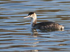 Great Crested Grebe