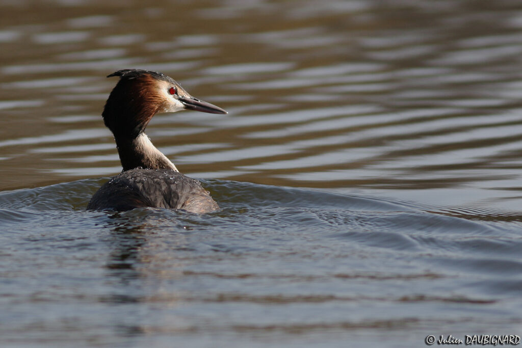 Great Crested Grebeadult breeding, identification