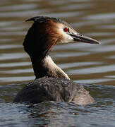 Great Crested Grebe