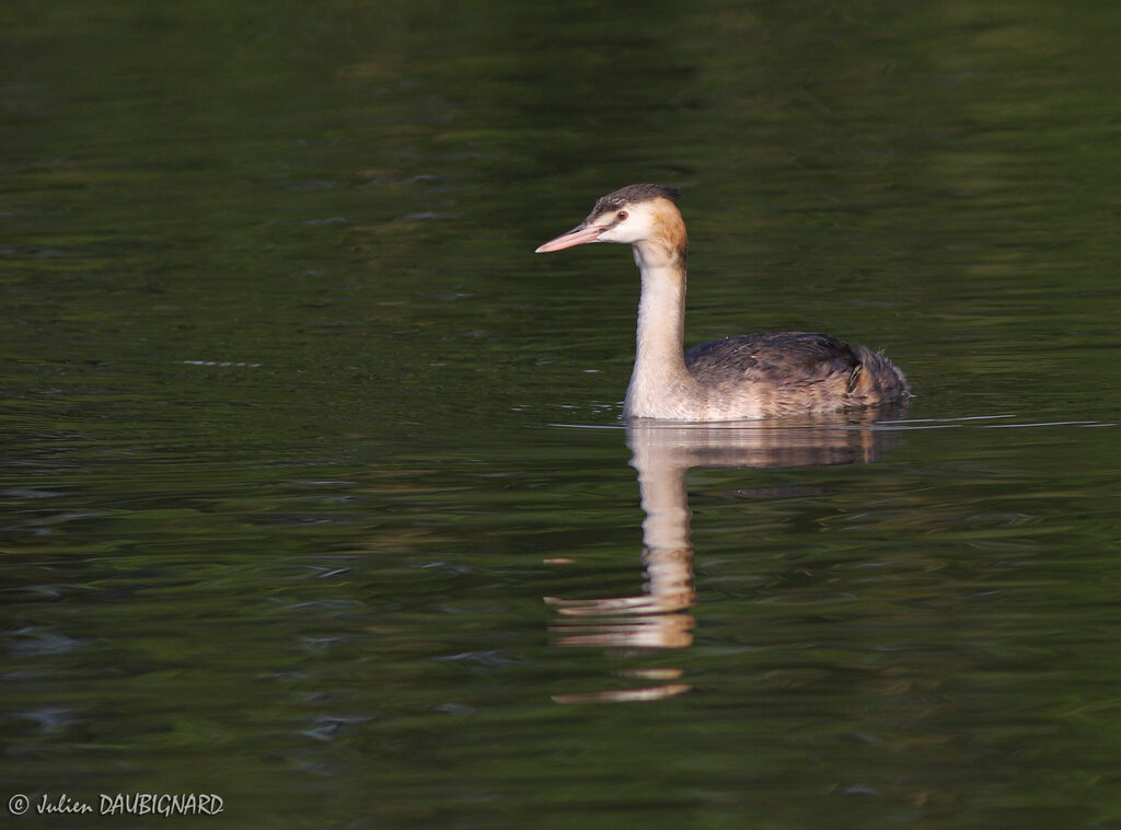 Great Crested Grebeadult breeding, identification