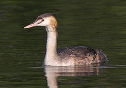 Great Crested Grebe