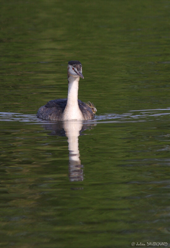 Great Crested Grebeadult breeding, identification