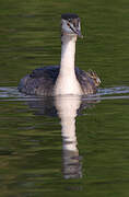 Great Crested Grebe