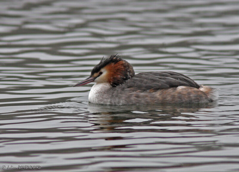 Great Crested Grebe, identification