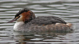 Great Crested Grebe