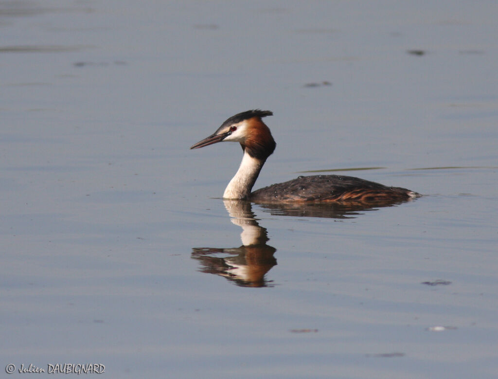 Great Crested Grebeadult breeding, identification