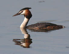 Great Crested Grebe