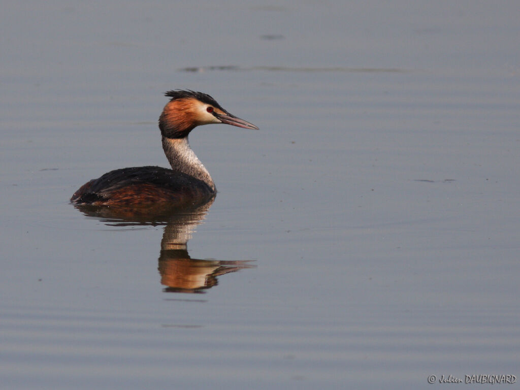 Great Crested Grebeadult breeding, identification