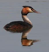 Great Crested Grebe