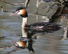 Great Crested Grebe