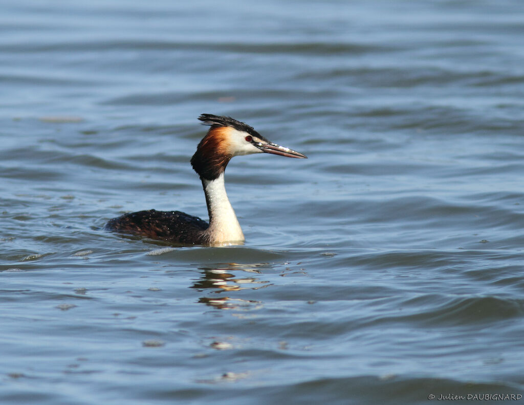 Great Crested Grebeadult breeding, identification