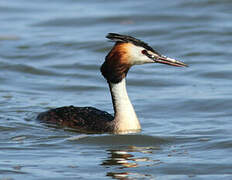 Great Crested Grebe